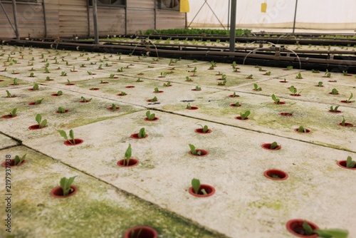 Young lettuce seedlings sprouting from a floating raft hydroponic bed