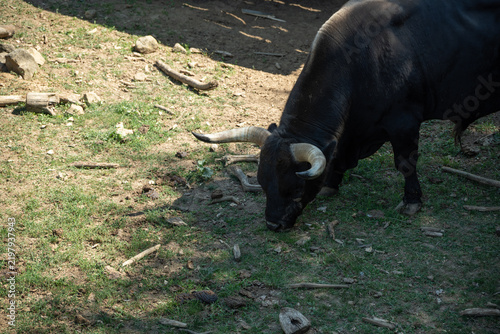 фотографія Adult aurochs outdoors in an enclosure from a top view.
