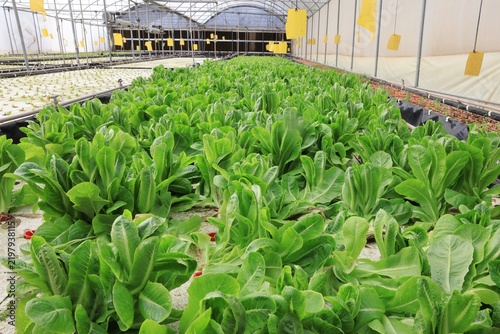 Close-up of mature lettuce heads growing in an aquaponic raft system
