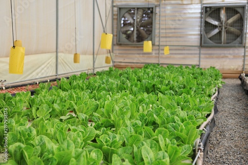 Mature lettuce crop with greenhouse ventilation fans in the background