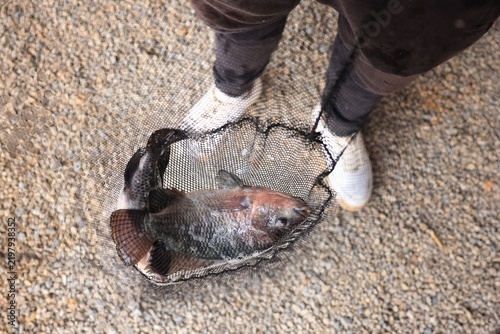 Freshly caught tilapia fish in a landing net at an aquaponics farm