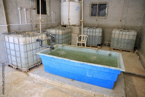 Fish rearing tank and water storage totes inside an aquaponics fish room