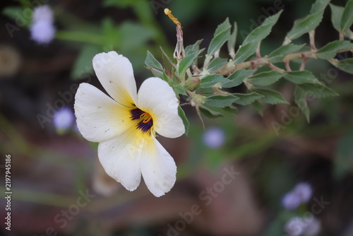 Beautiful Turnera subulata flower blooming with white petals
