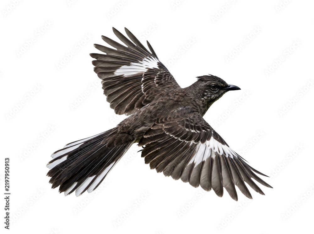 Fototapeta premium Wild songbird in mid flight with outstretched wings displaying white accent feathers