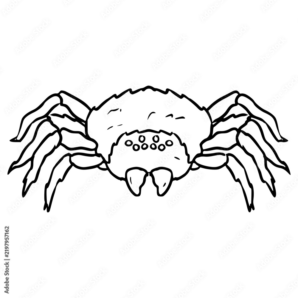 Fototapeta premium spider illustration hand drawn outline vector