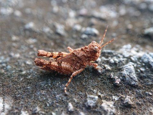 фотографія rock grasshoppers, such as Trilophidia annulata (carinate locust)