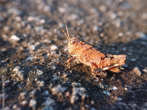 Принти на полотні rock grasshoppers, such as Trilophidia annulata (carinate locust)
