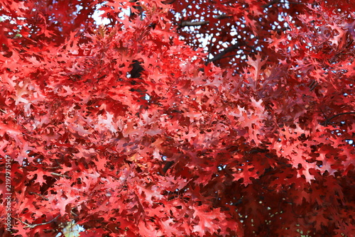 Quercus rubra Northern red oak beautiful vibrant red autumn leaves close up background