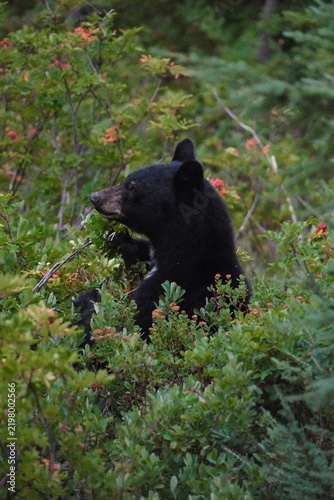 Obraz na płótnie black bear cub
