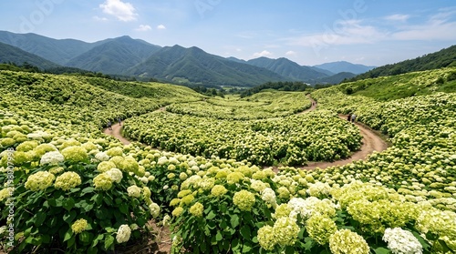 Vast field of blooming white hydrangea flowers stretching across a rolling valley under a blue sky with distant mountains and winding paths.   