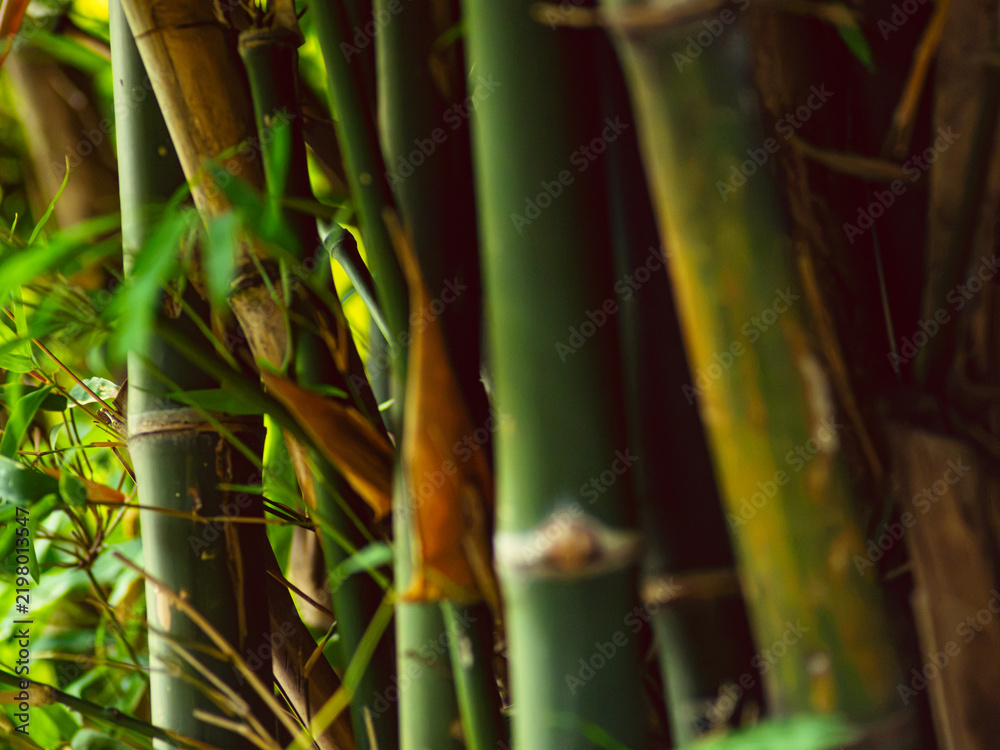 Fototapeta premium Green Bamboo Stalks and Leaves Against Vivid Yellow-Green Bokeh