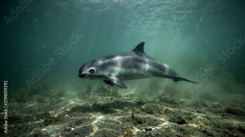 A rare vaquita porpoise swims smoothly just above the sandy seabed in clear water, illuminated by soft sunlight filtering from the ocean surface.