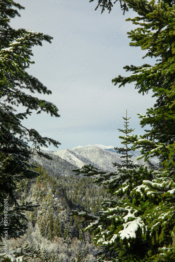 Naklejka premium Winter. Scenic winter forest showcases snowy mountains amidst evergreen trees