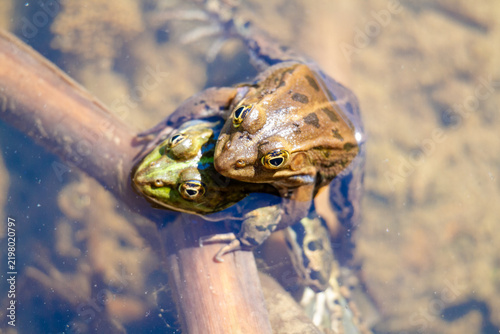 Photography Green frog amphibian mating in spring in lakes and ponds