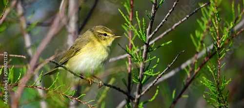Willow warbler // Fitis (Phylloscopus trochilus)