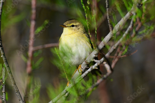 Willow warbler // Fitis (Phylloscopus trochilus)