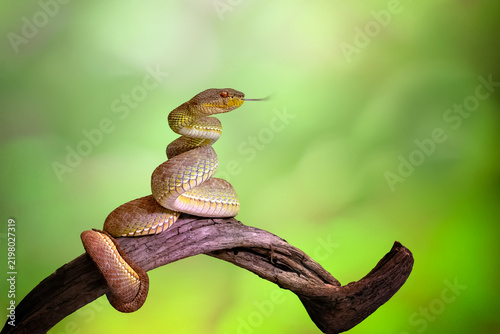 Принти на полотні Exotic golden viper snake coiled on a tree branch with tongue flicking against s