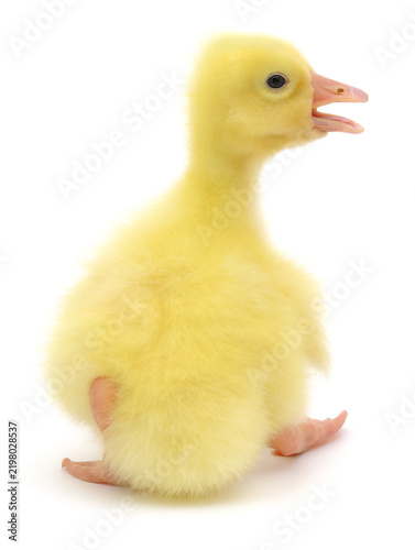 Fotografie little yellow gosling with open beak isolated on white background