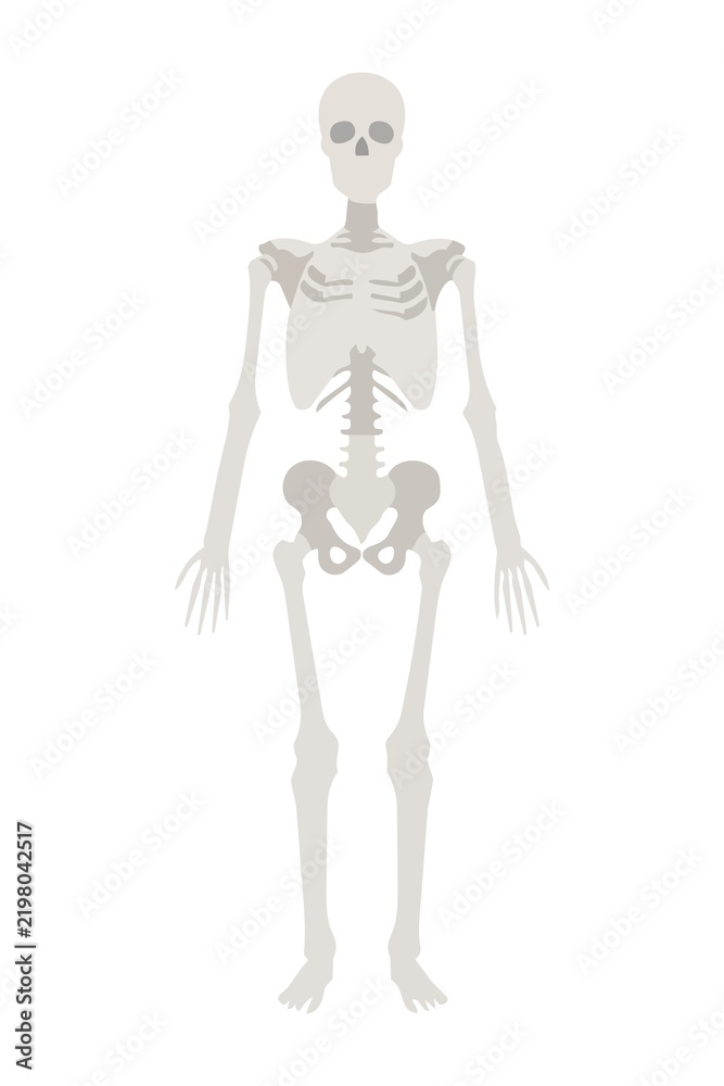 Fototapeta premium ANATOMY - Human Skeletal System Anatomical Body Map Showing Complete Skeleton.