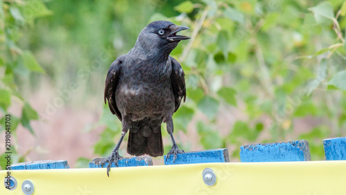 Cuadro en lienzo crow on a fence
