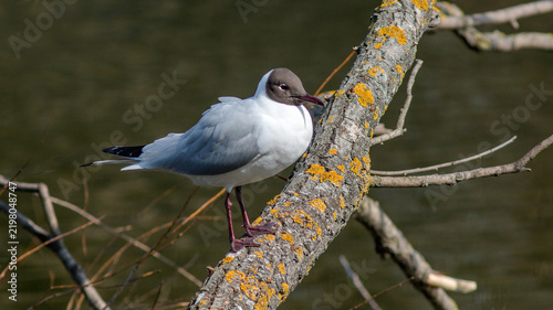 Obraz na plátně black headed gull