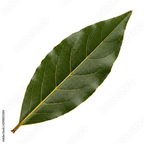 Single fresh green bay leaf on transparent background perfect for aromatic culinary cooking seasoning organic spice herbal food recipe and Mediterranean cuisine designs