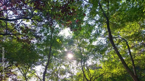 Sun rays piercing through the canopy of trees in a park, creating beams of light and dappled illumination among the leaves.