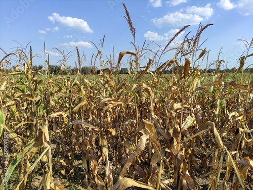 Dry corn stalks with tall tassels in a field under a blue sky with clouds