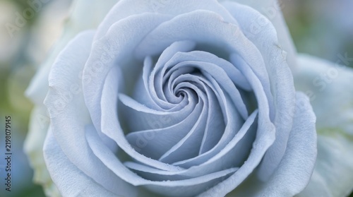 Elegant Close-Up of a Pure White Rose in Natural Light.