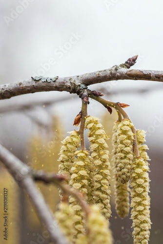 Hazel catkins shedding pollen from a bare branch against a plain overcast sky