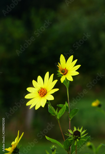 Perennial sunflower