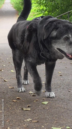 An elderly black and grey dog ​​taking a walk outdoors

