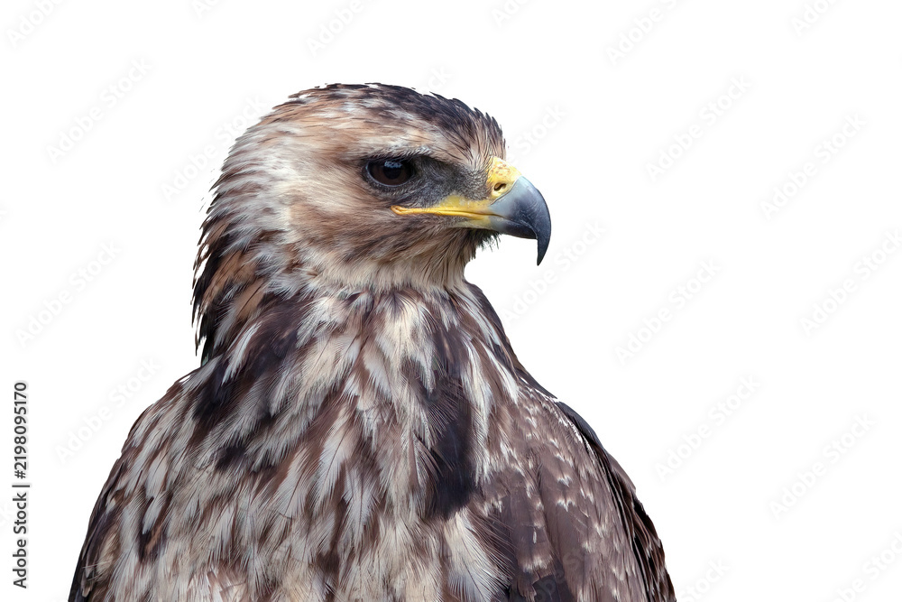 Obraz premium Crested Serpent Eagle Young portrait close up on white background
