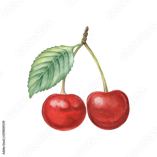 Cherries with stems and leaf. Hand-painted watercolor illustration isolated on white for food, packaging, branding, label, logo, recipes, cookbook, desserts, beverages, cosmetic, print, product design