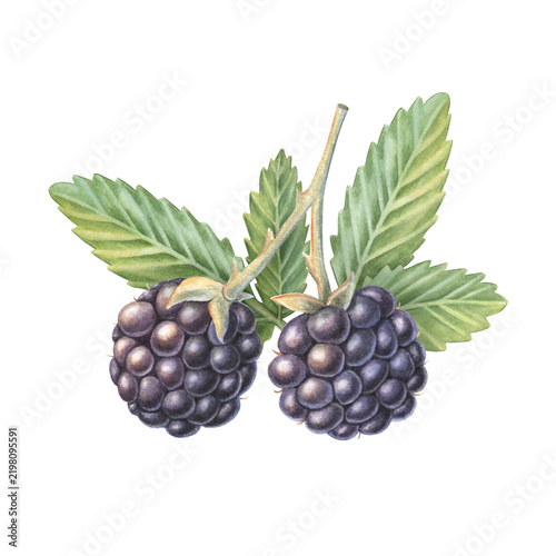 Blackberries with stems, leaves. Hand-painted watercolor illustration isolated on white for desserts, drinks, tea products, jam, food packaging, label, logo, cosmetic, branding, recipes, print, design