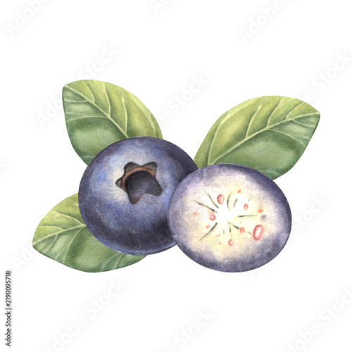 Blueberries half, whole, leaves. Hand-painted watercolor illustration isolated on white for tea packaging, jam label, logo, food branding, recipe book, menu, advertising, product, food design