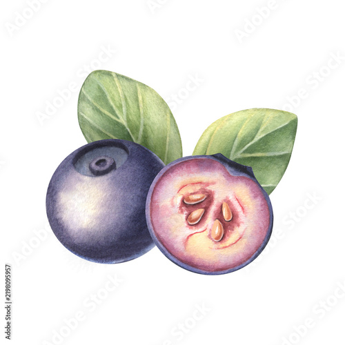 Bilberry half, whole, leaves. Hand-painted watercolor illustration isolated on white for tea packaging, jam label, logo, food branding, recipe book, menu, advertising, product, food design