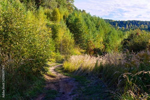 Принти на полотні Scenic winding dirt path leading through lush green forest underbrush and sunlit