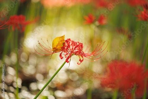 Red Spider Lily with Yellow Fallen Autumn Leaf in Sunlight Close Up