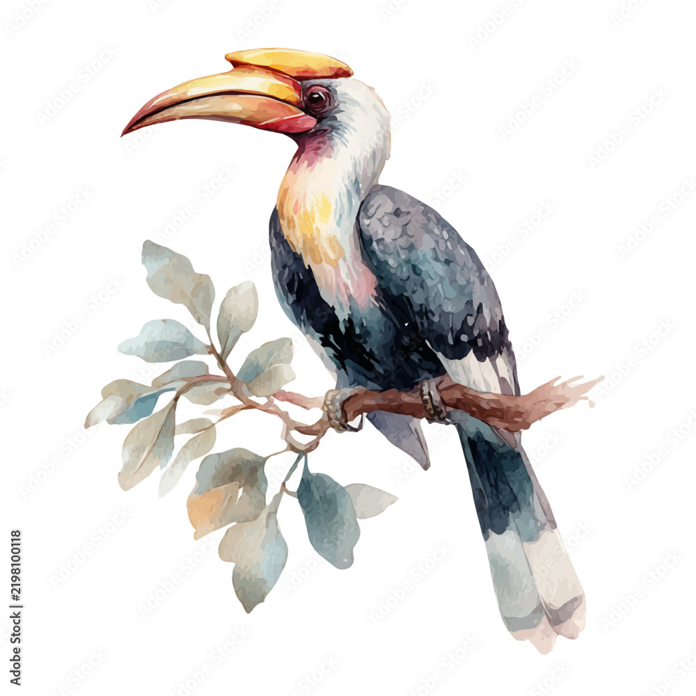 Obraz premium Hornbill, watercolor drawing vector, isolated on a white background.