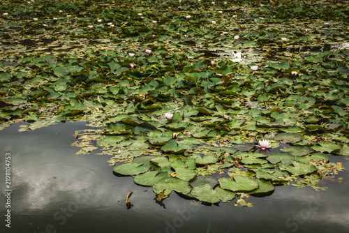 Water lilies on a quiet pond surrounded by green leaves and reflections in the water during a cloudy day