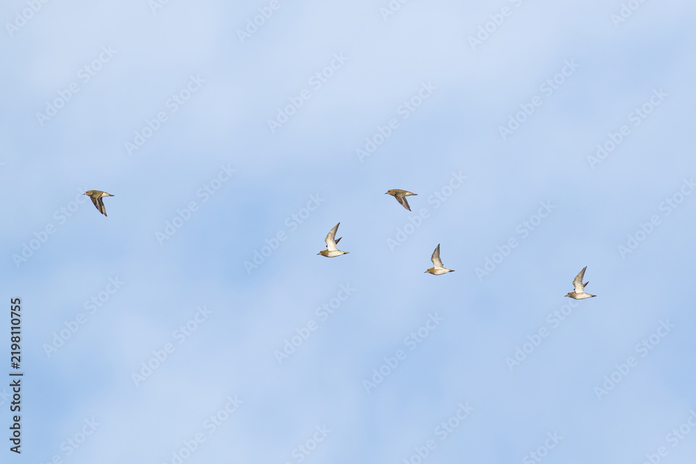 Fototapeta premium flock of european golden plover (pluvialis apricaria) in flight during autumn migration, found at Fehmarn at the Baltic Sea in Germany