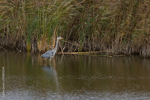 Fotografie adult grey heron (ardea cinerea) walking in shallow water close to reed hunting