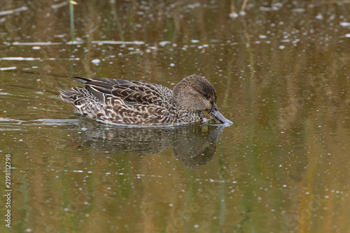 swimming female plumaged eurasian teal (anas crecca), found at Fehmarn at the Baltic Sea in Germany