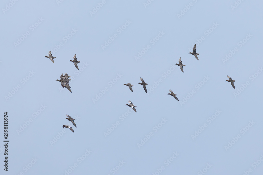 Fototapeta premium flock of eurasian widgeon (anas penelope) in flight, found at Fehmarn at the Baltic Sea in Germany