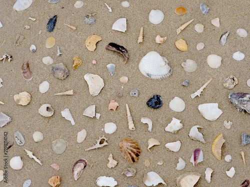 Фотография Diverse Marine Mollusk Shells and Coral Fragments Scattered on Sandy Beach Sedim