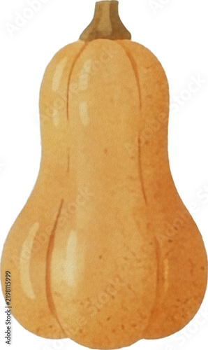 Butternut Squash Hand Drawn Autumn Vegetable Illustration