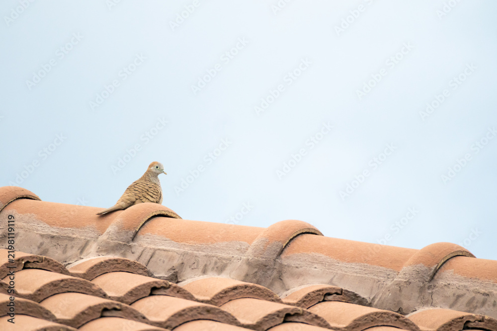 Fototapeta premium Small Zebra Dove Perched on a Brown Roof Tile Against Bright Sky Background