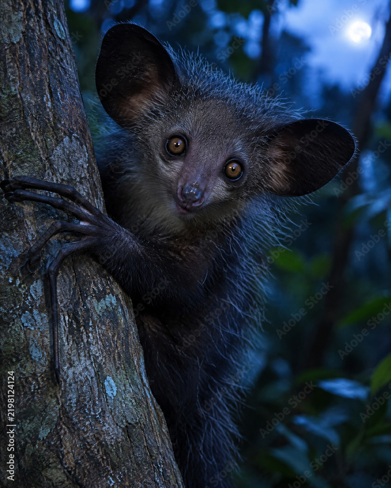 Obraz premium Aye-Aye Clinging to a Tree Trunk in a Madagascar Rainforest 