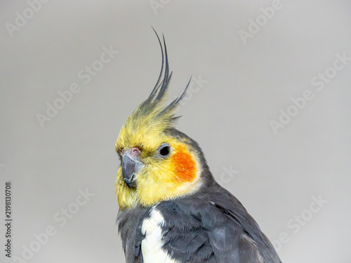 Obraz na płótnie オカメインコ（オス）の顔、クローズアップ